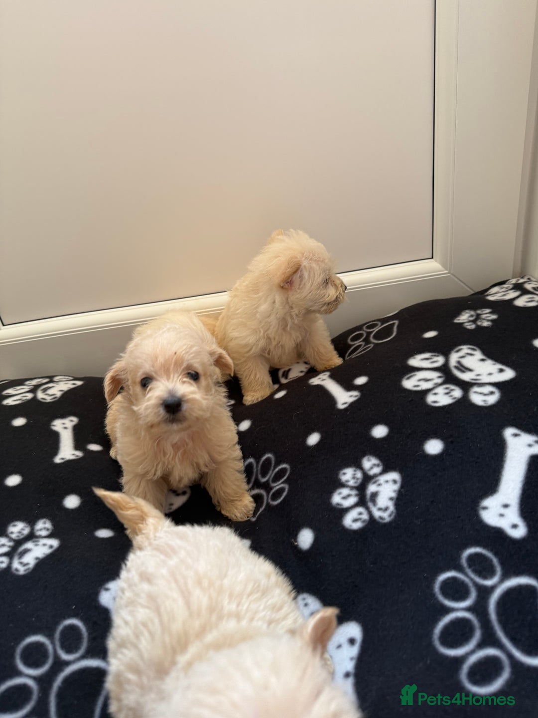 West Highland Terrier dogs for sale: DNA health tested Westie-poos  - Image 15