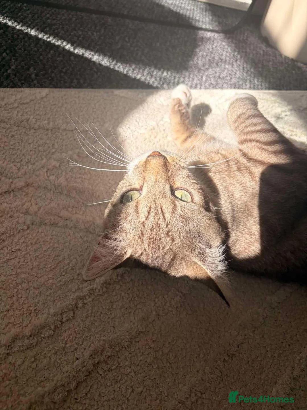 Mixed Breed cats for sale: Rueben  - Advert 2