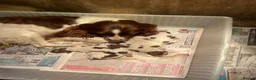 English Springer Spaniel dogs for sale: English springer spaniel puppies  in Kelty - Advert 4