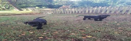 Labrador Retriever dogs for sale: Stunnning KC registered puppies. Ready to leave. - Advert 28