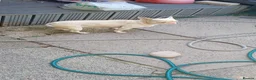 Mixed Breed dogs for sale: Dogs  - Advert 3