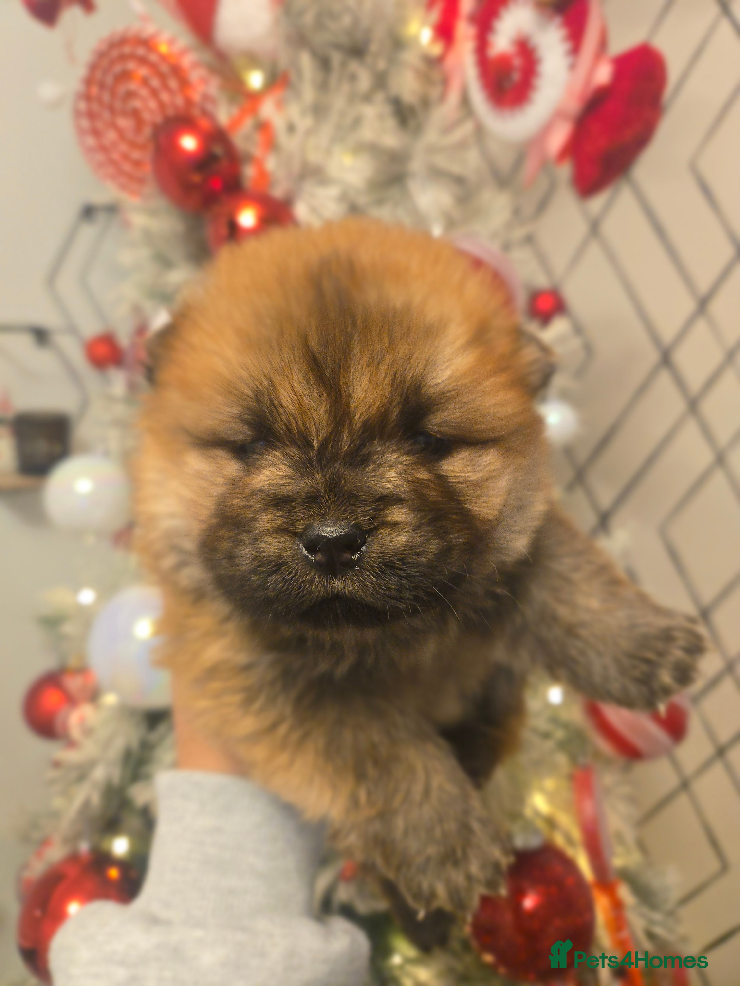 Chow Chow dogs Ready leave 23/12/2025 chocolate carrier CHOW CHOW - Advert 14