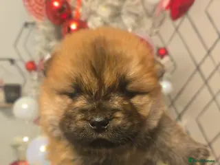 Chow Chow dogs 1 x red boy 1 x black girl CHOW CHOW PUPPIES - Advert 2