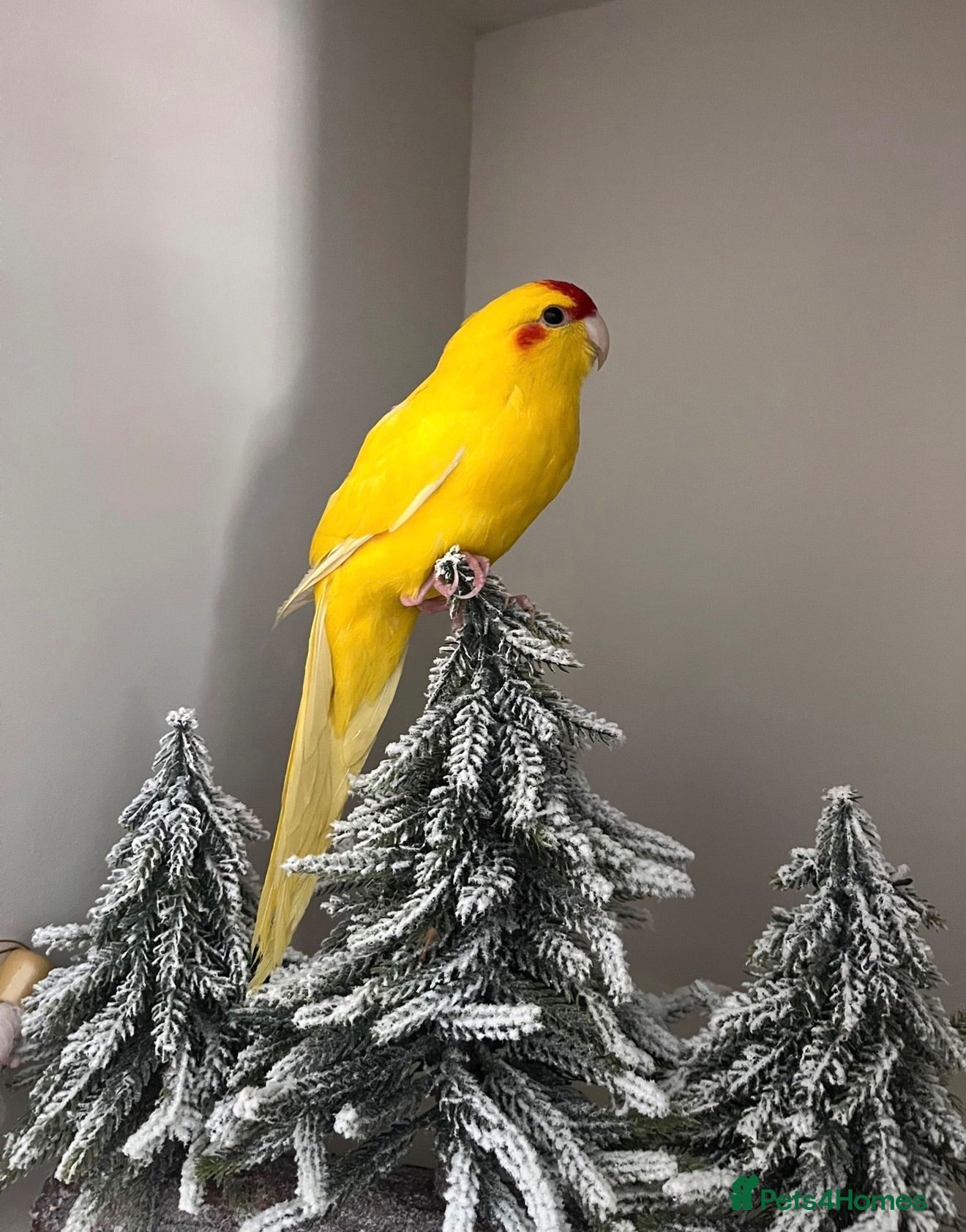 Parakeets birds 10-month-old Kakariki – Looking for a Loving Home - Advert 2