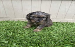 Cockapoo dogs for sale: Gorgeous cockapoo puppies - Image 23