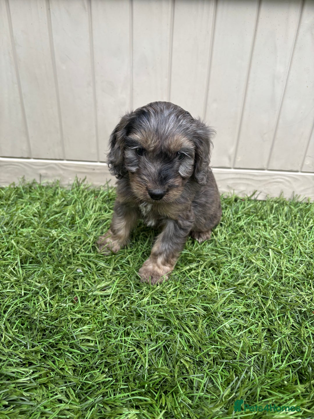 Cockapoo dogs for sale: Gorgeous cockapoo puppies - Image 23