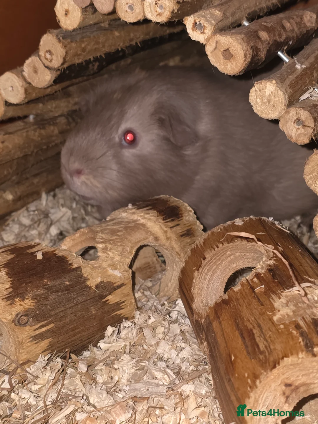 Guinea Pig rodents for sale: 2 males 2 females  - Advert 8