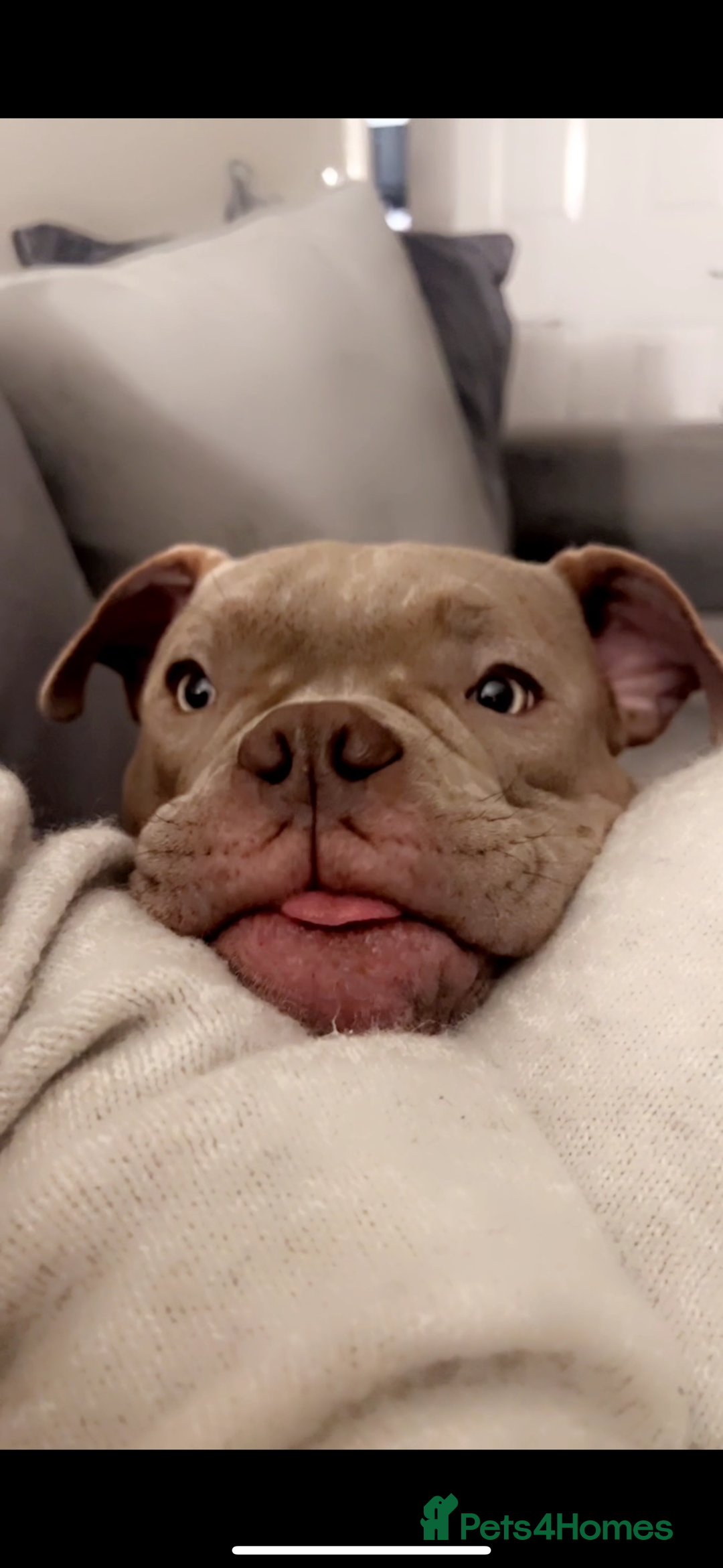 American Bully dogs for sale: Micro bully looking for a forever home💕 - Image 2