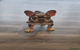 French Bulldog dogs for sale: 4 month old frenchie  - Image 1