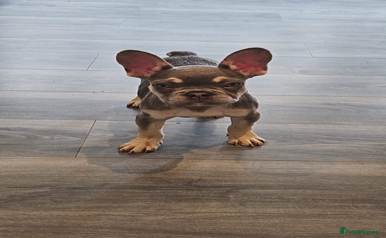 French Bulldog dogs - Advert 12