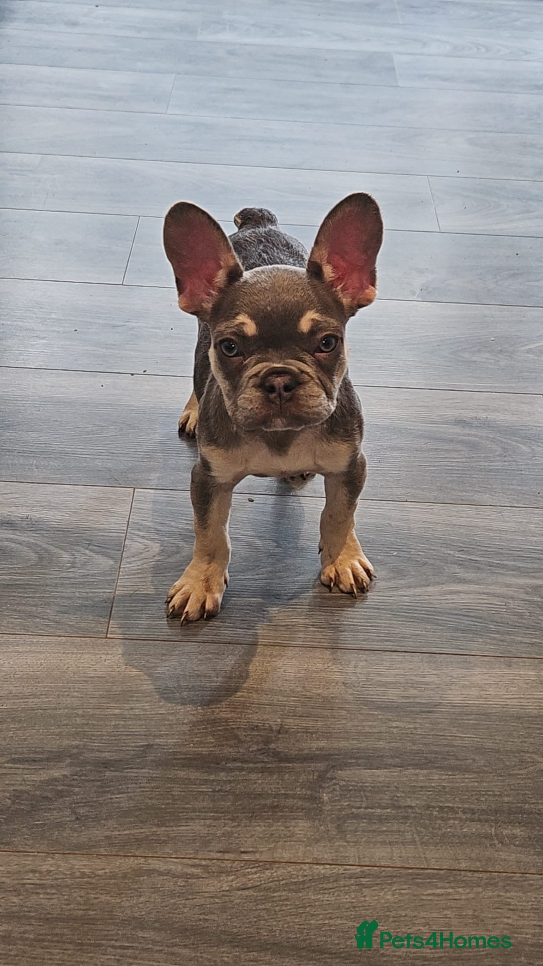 French Bulldog dogs for sale: 4 month old frenchie  - Image 1