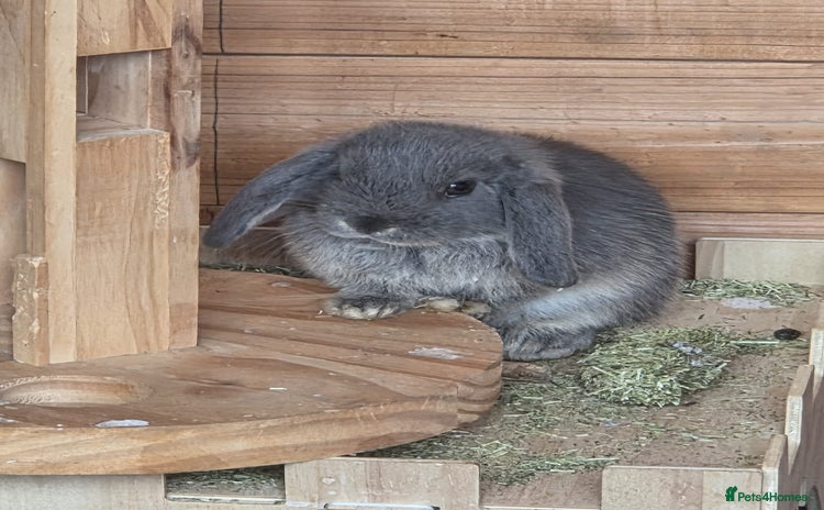 Mini Lop rabbits - Advert 11