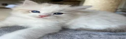 Ragdoll cats for sale: Family raised GCCF ragdoll kittens  - Advert 6