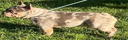 French Bulldog dogs for sale: QUALITY HEALTH TESTED FRENCH BULLDOG PUPPIES  - Advert 15