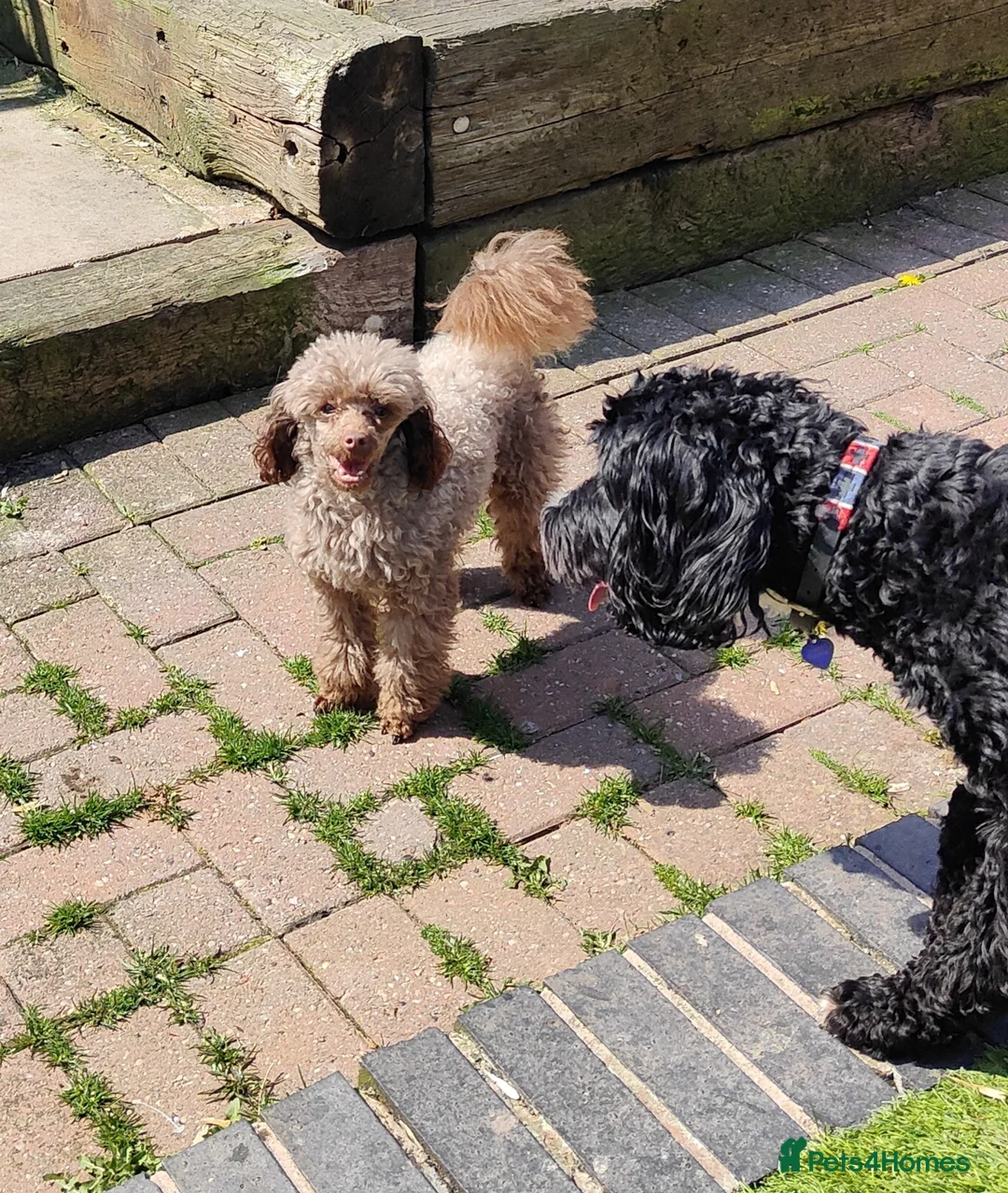 Toy Poodle dogs for stud: Stunning Chocolate Toy Poodle  in Stafford - Advert 13