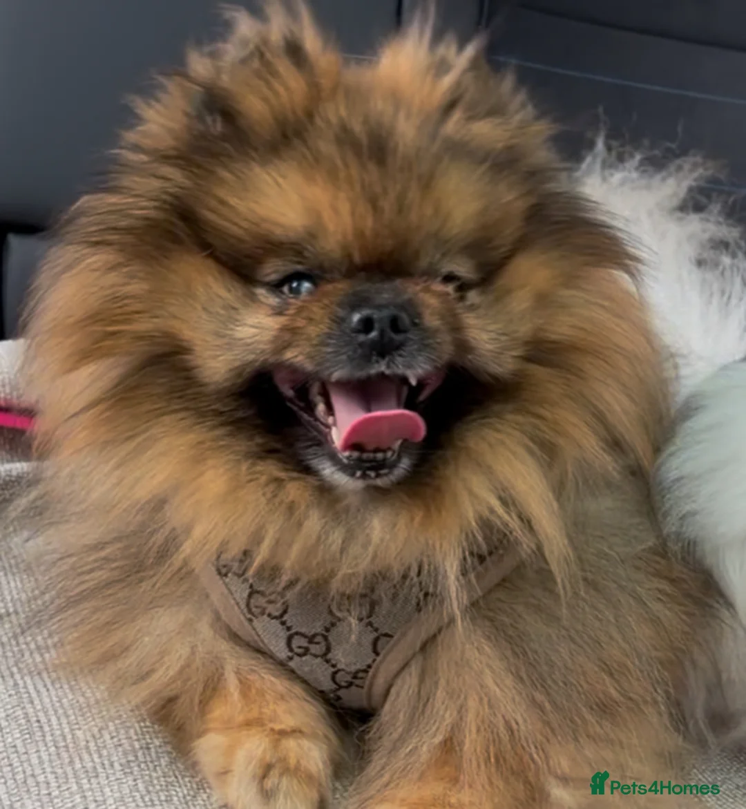 Pomeranian dogs for sale: Girl and boy Pomeranian in Liverpool - Advert 7