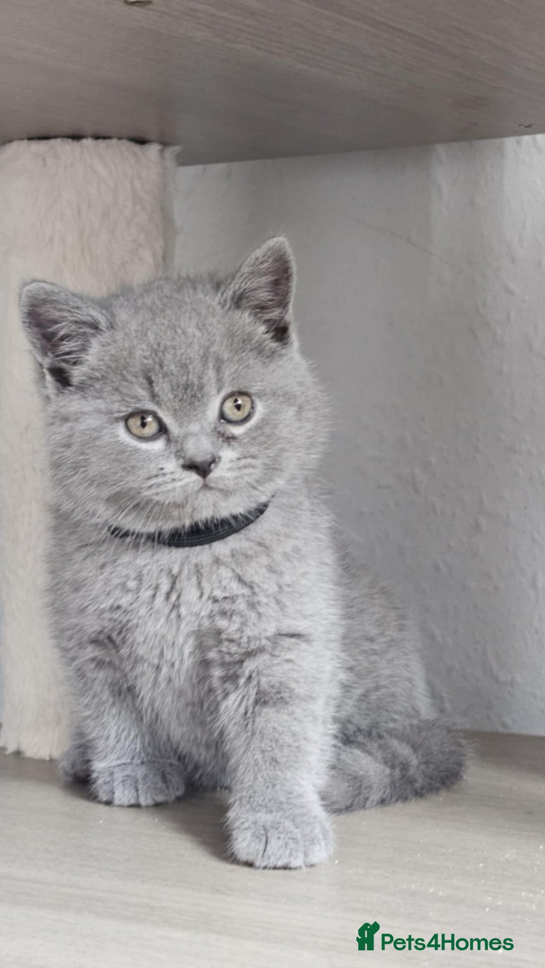 British Longhair cats for sale: GCCF  Show Quality Champion! - Image 9