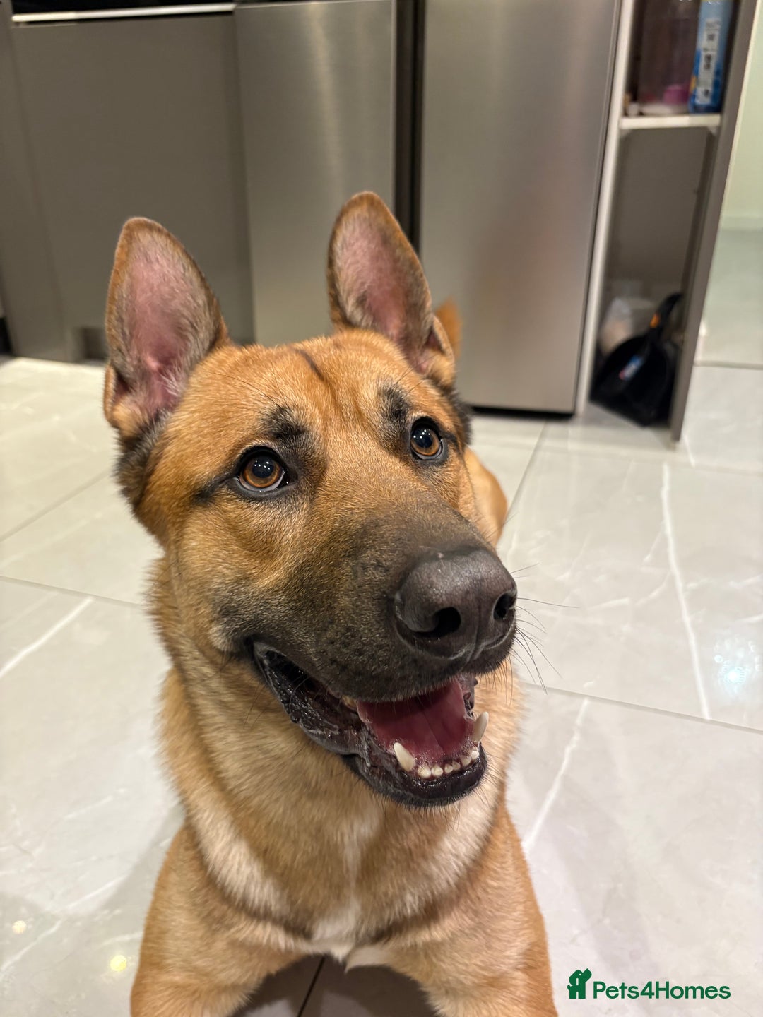 Mixed Breed dogs for sale: DOG FOR FREE - Advert 5