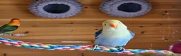 Lovebirds birds for sale: 10 week old lovebirds  - Advert 5