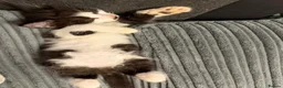 Mixed Breed cats for adoption: 1 tabby female 1 black and white male kittens  in Dagenham - Advert 9
