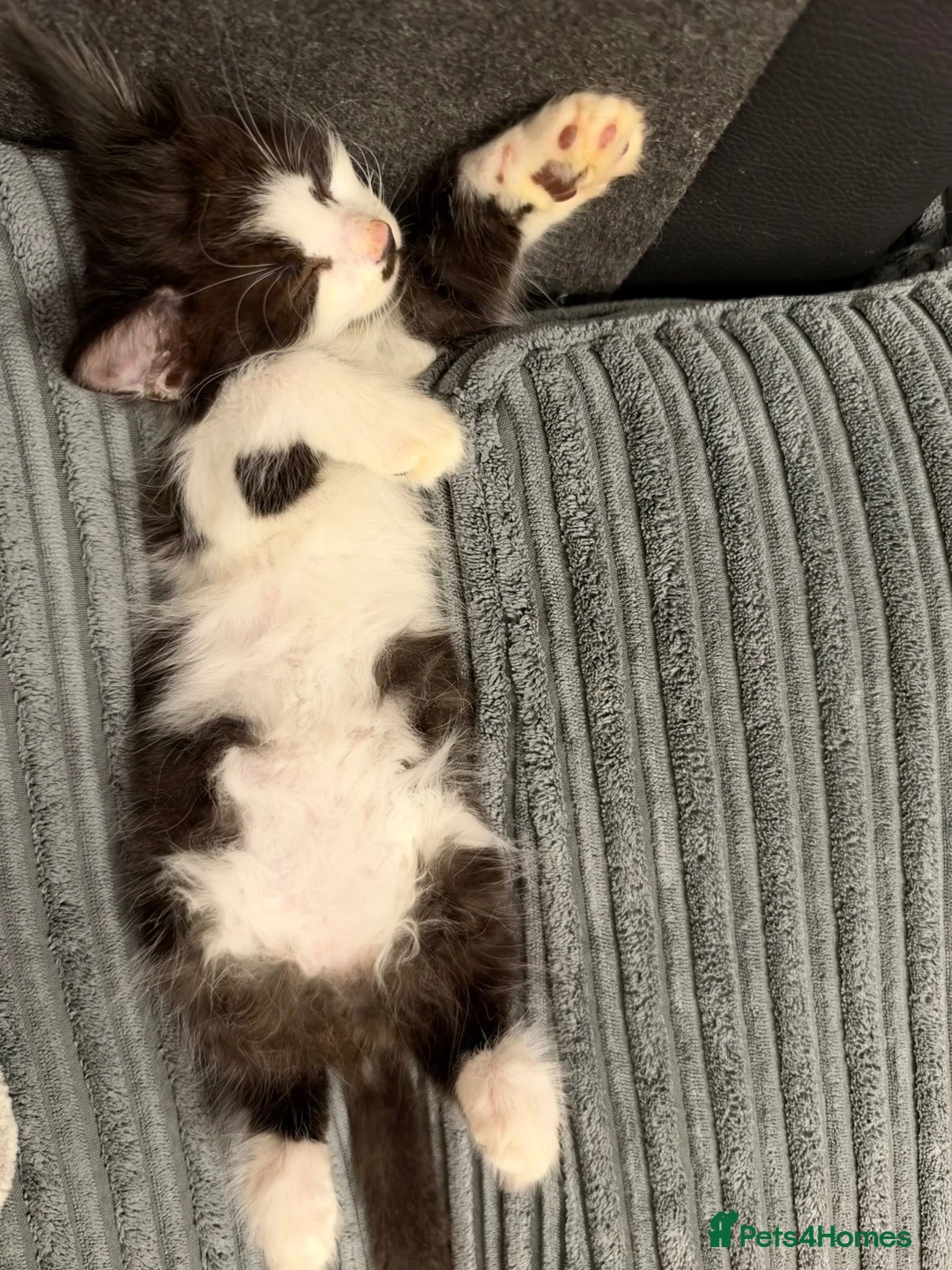 Mixed Breed cats for adoption: 1 tabby female 1 black and white male kittens  in Dagenham - Advert 9