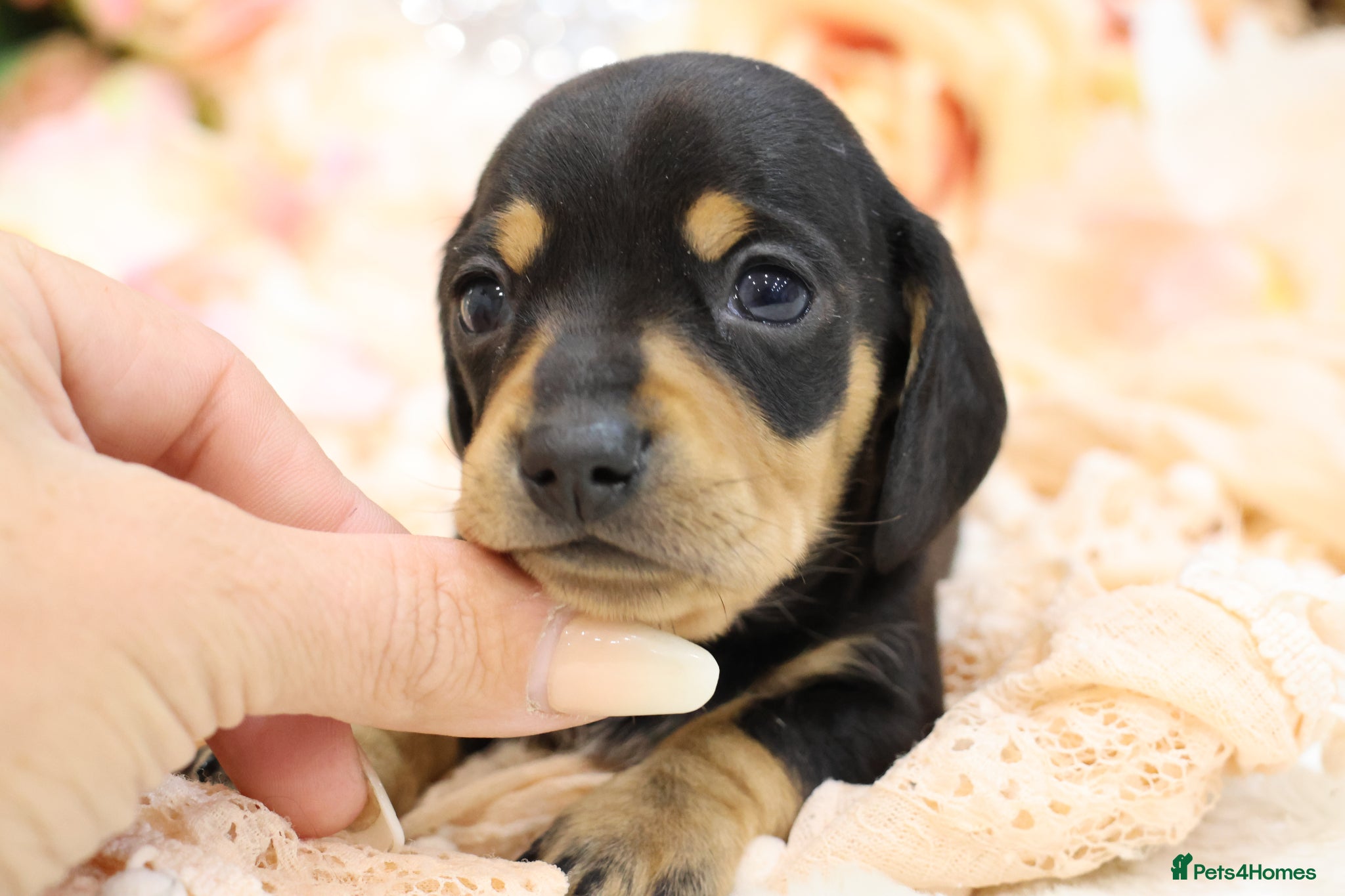 Miniature Dachshund dogs KC Miniature Dachshund Puppies - Advert 14