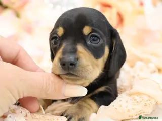 Miniature Dachshund dogs KC Miniature Dachshund Puppies - Advert 14