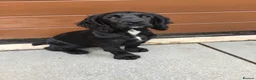 Cocker Spaniel dogs for sale: COCKER SPANIEL PUPPY.  - Advert 2