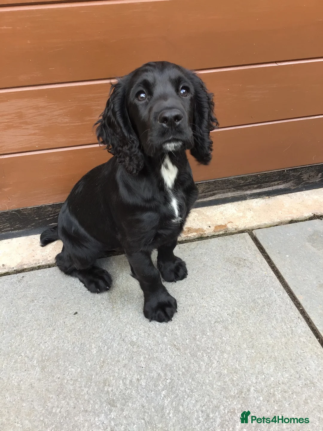Cocker Spaniel dogs for sale: COCKER SPANIEL PUPPY.  - Advert 2