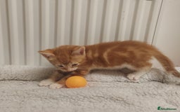 Mixed Breed cats for sale: Lovely kittens ready to reserve. - Image 14