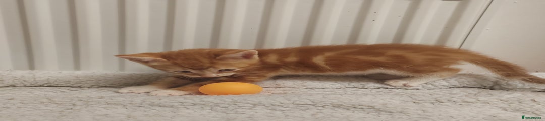 Mixed Breed Kitten 5