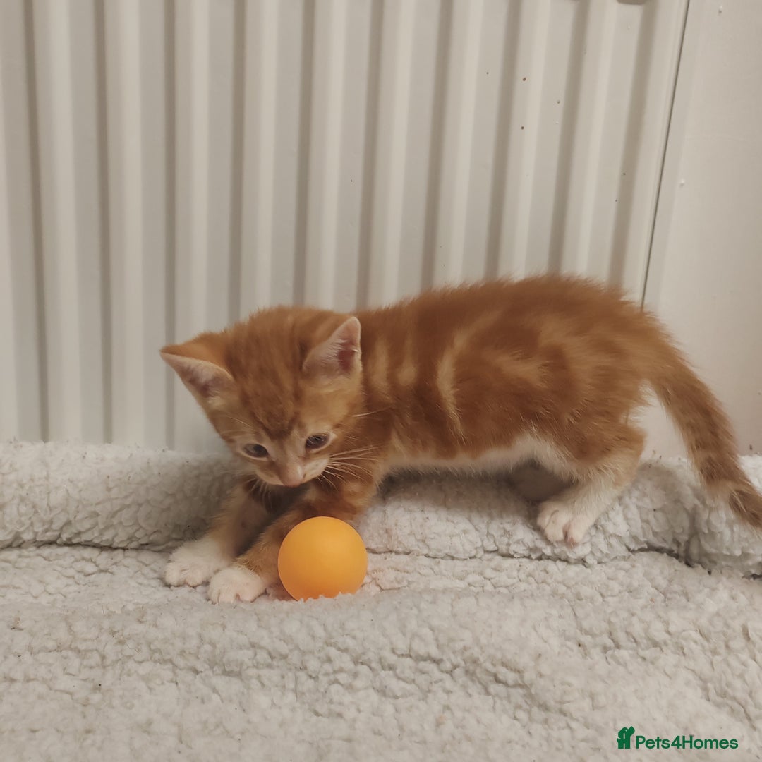Mixed Breed cats for sale: Lovely kittens ready to reserve. - Image 14