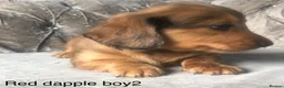 Miniature Dachshund dogs for sale: Miniature long haired dachshund puppies - Advert 8