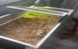 Tortoise reptiles for sale: Testudo hermanni -Herman tortoise  in Heanor - Image 2