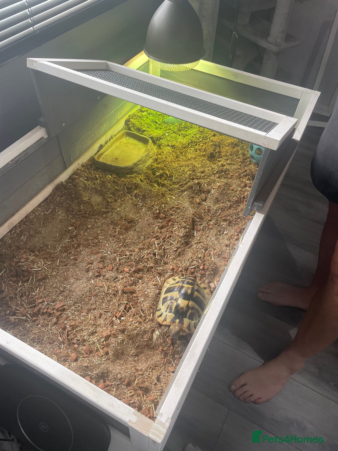 Tortoise reptiles for sale: Testudo hermanni -Herman tortoise  in Heanor - Image 2