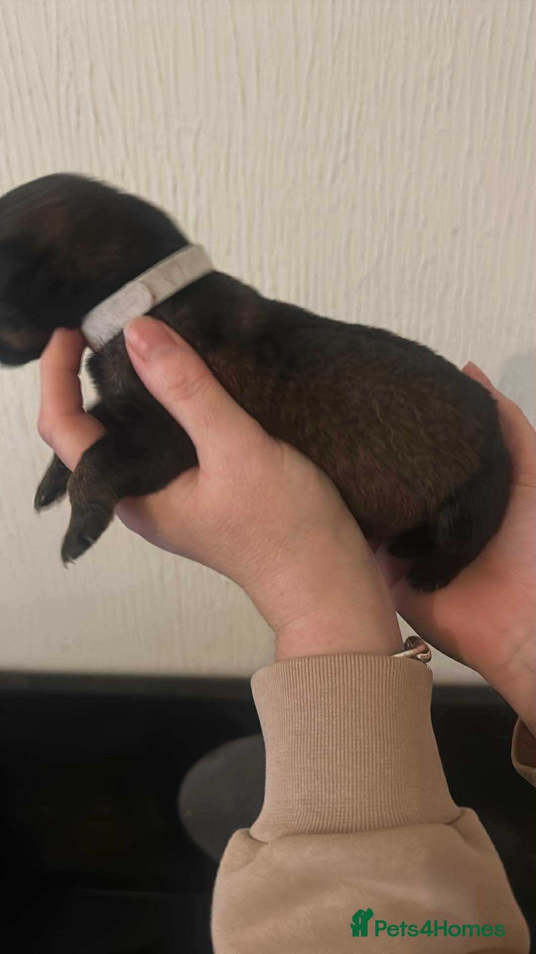 Mixed Breed dogs for sale: Shepweiller Puppies (8/10/25) - Image 2