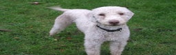 Bedlington Terrier dogs for stud: Liver Bedlington, KC reg, CT clear Stud dog - Advert 6