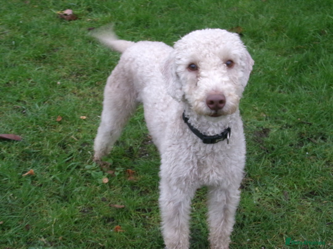 Bedlington Terrier dogs for stud: Liver Bedlington, KC reg, CT clear Stud dog - Advert 6
