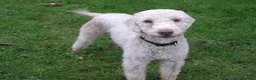 Bedlington Terrier dogs for stud: Liver Bedlington, KC reg, CT clear Stud dog - Advert 6