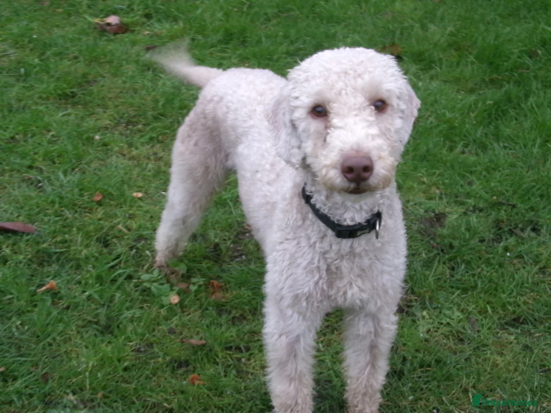 Bedlington Terrier dogs for stud: Liver Bedlington, KC reg, CT clear Stud dog - Advert 6
