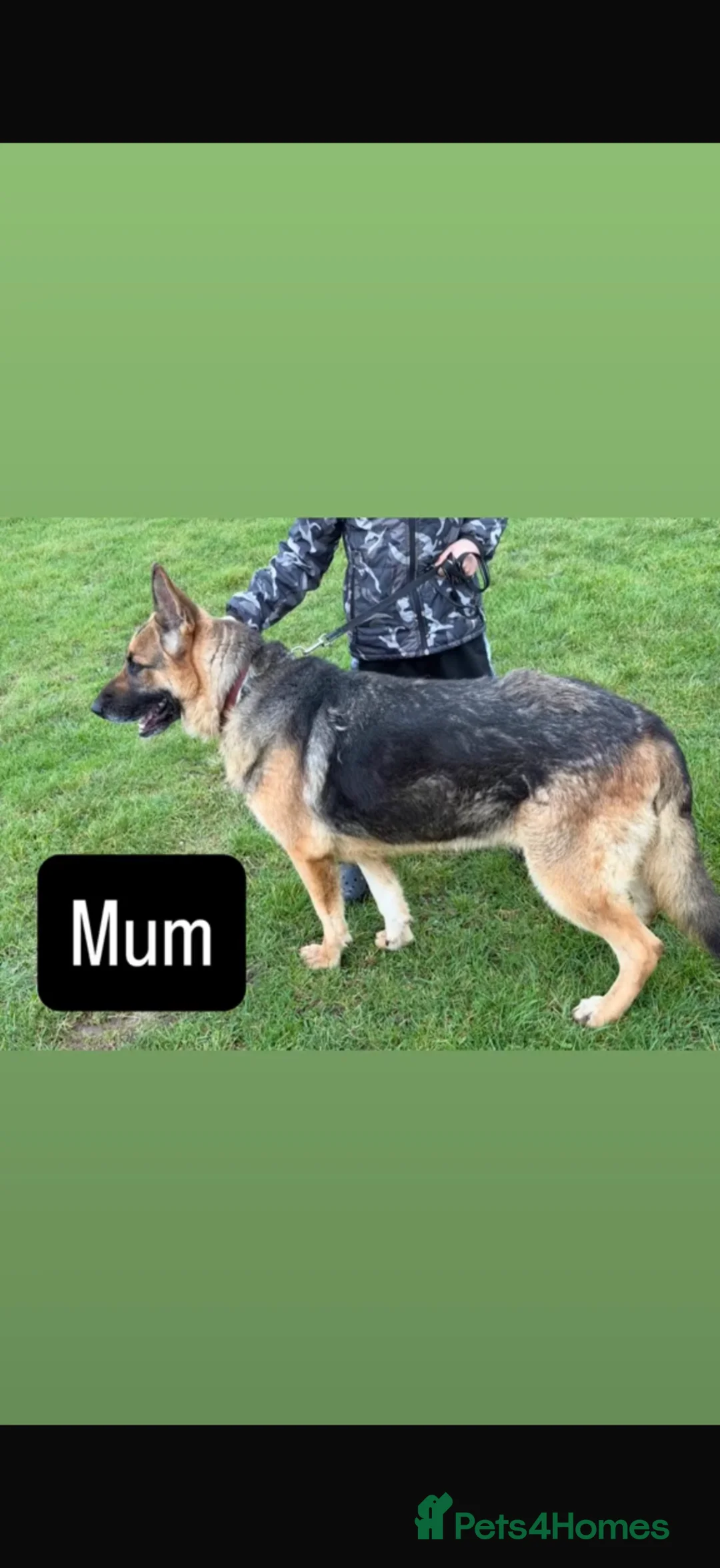 German Shepherd dogs for sale: 9-Week-Old Male GSD Puppy – Short Hair – - Advert 2