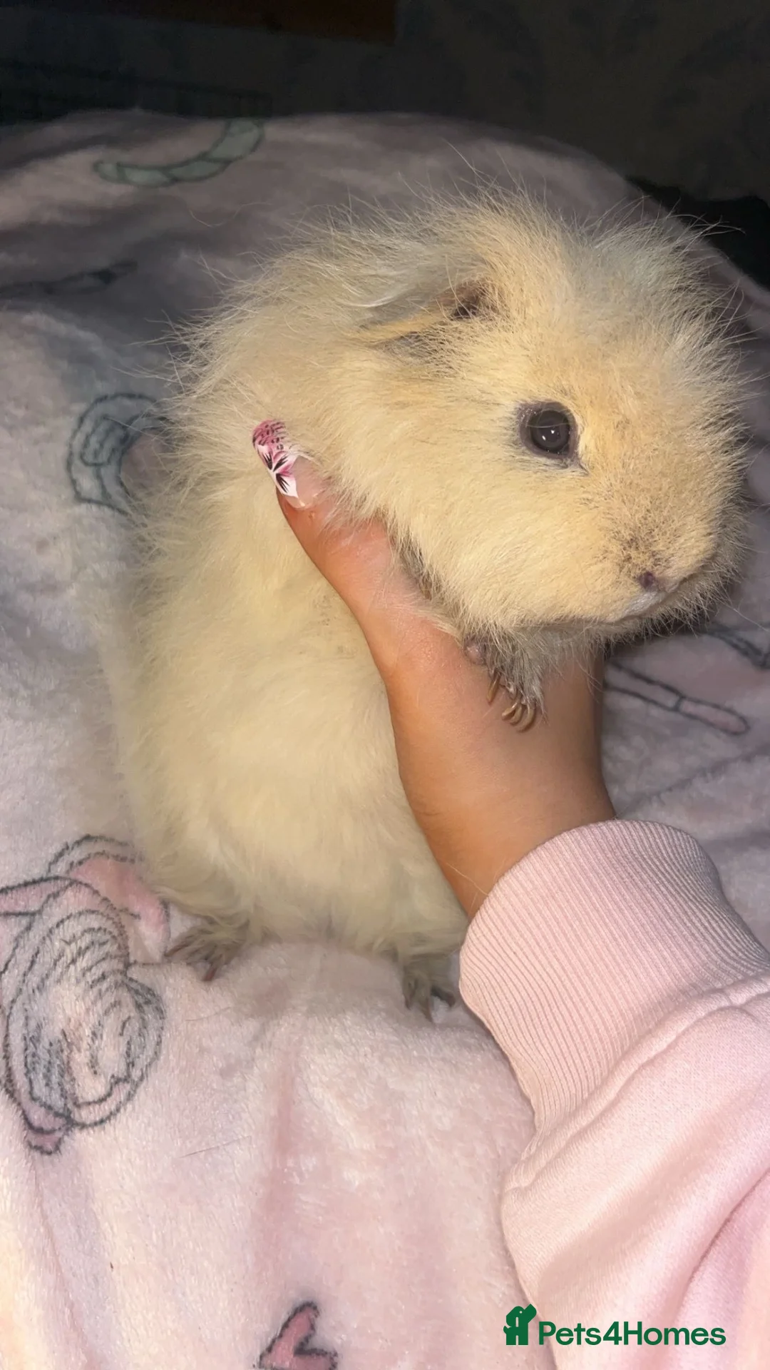 Guinea Pig rodents for sale: Guinea pig brothers looking for forever home in Tillicoultry - Advert 1
