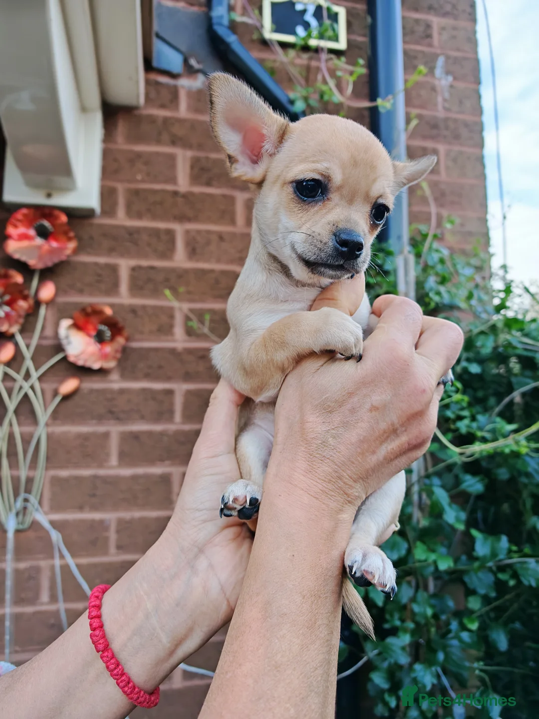 Chihuahua dogs for sale: Chihuahua full breed puppys - Advert 9