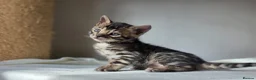 Bengal cats for sale: Gorgeous Health Tested Bengal Kittens  - Advert 17