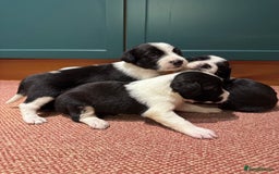 Sprollie dogs for sale: 6 beautiful Sprollie pups  - Image 2