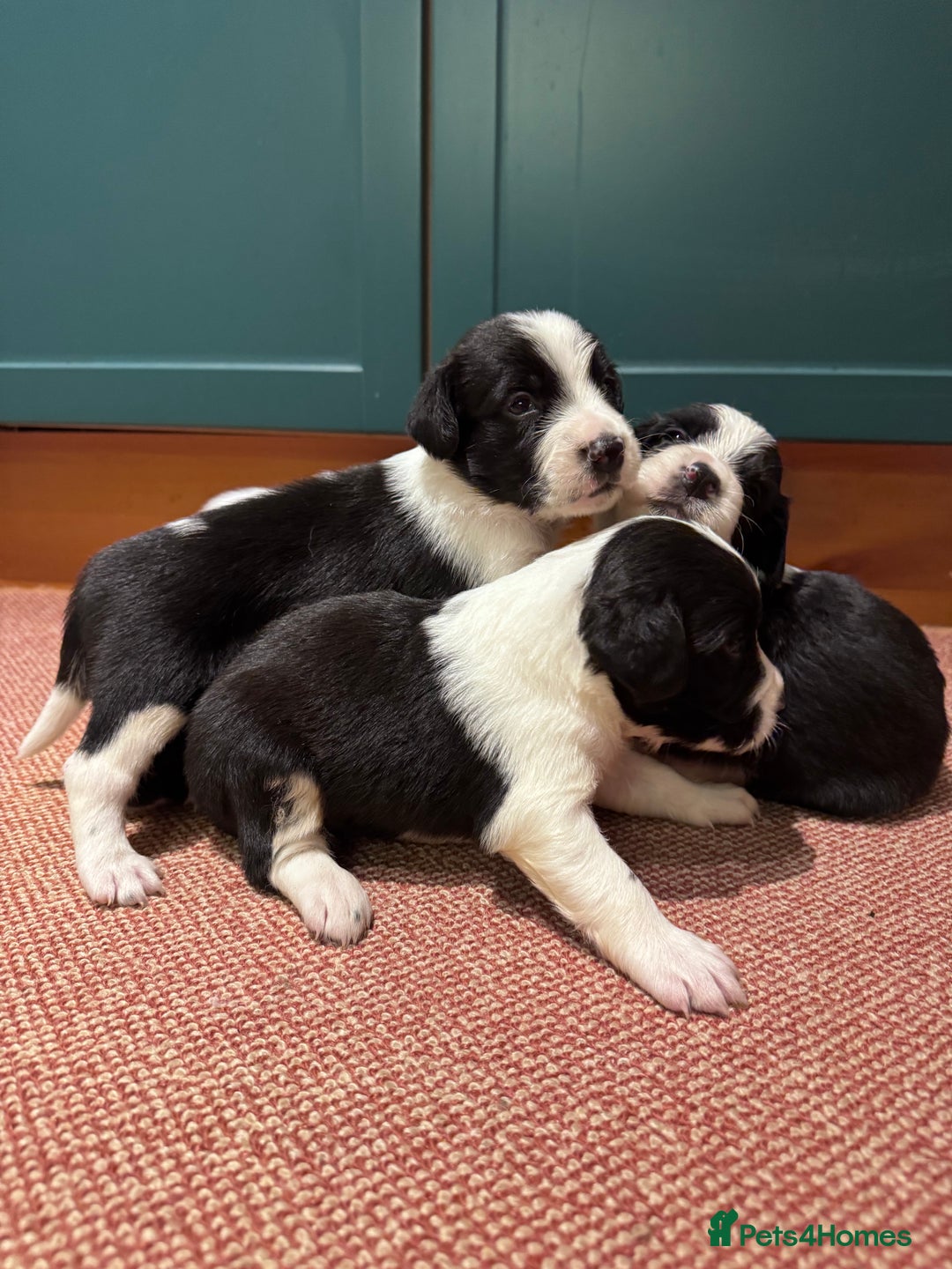 Sprollie dogs for sale: 6 beautiful Sprollie pups  - Image 2