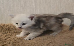 Maine Coon cats for sale: Maine Coon Kittens Black Shaded European Lines - Image 4