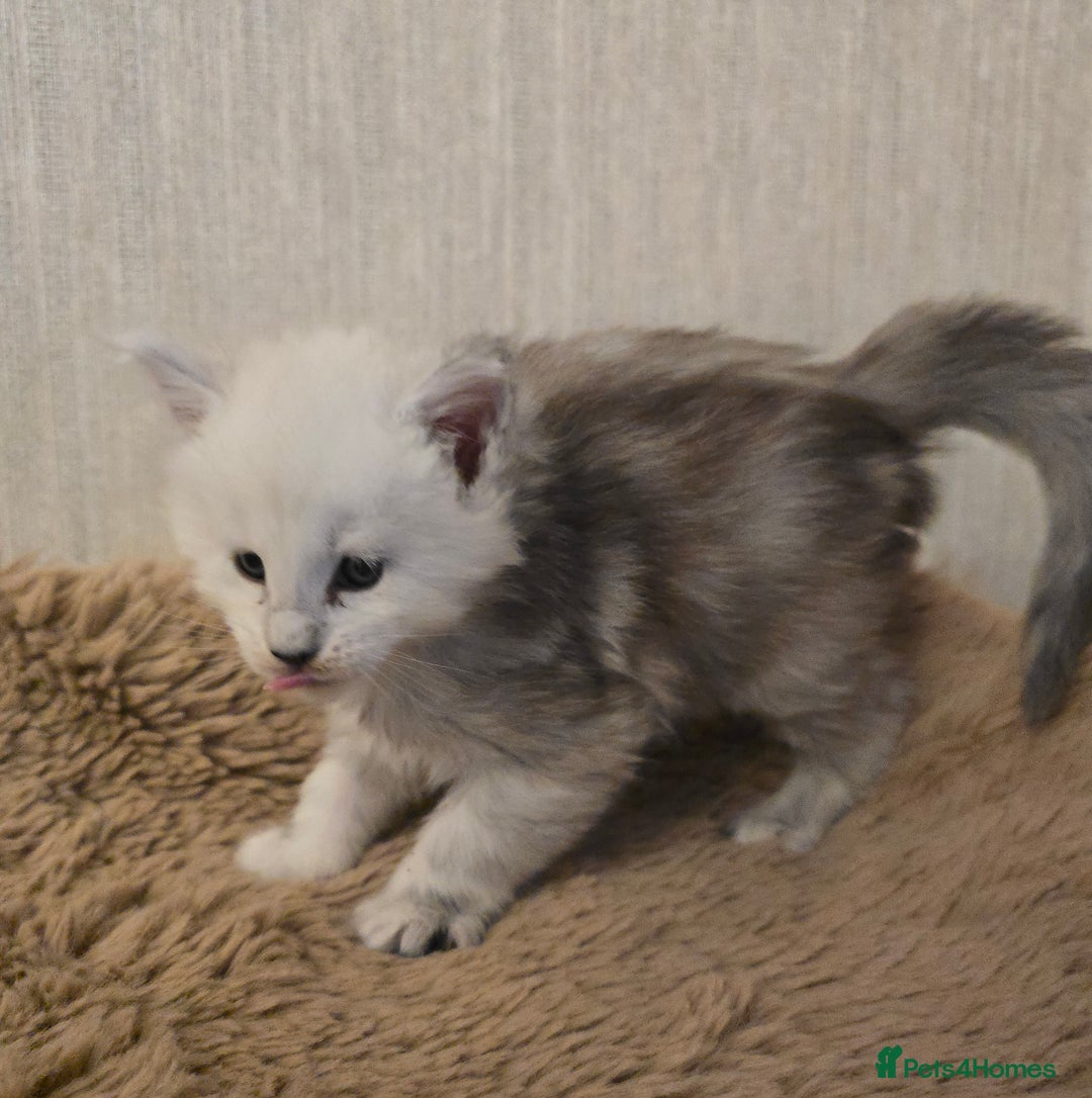 Maine Coon cats for sale: Maine Coon Kittens Black Shaded European Lines - Image 4