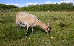 Goats livestock for sale: Rare breed English Grade A female Goats for sale - Image 2