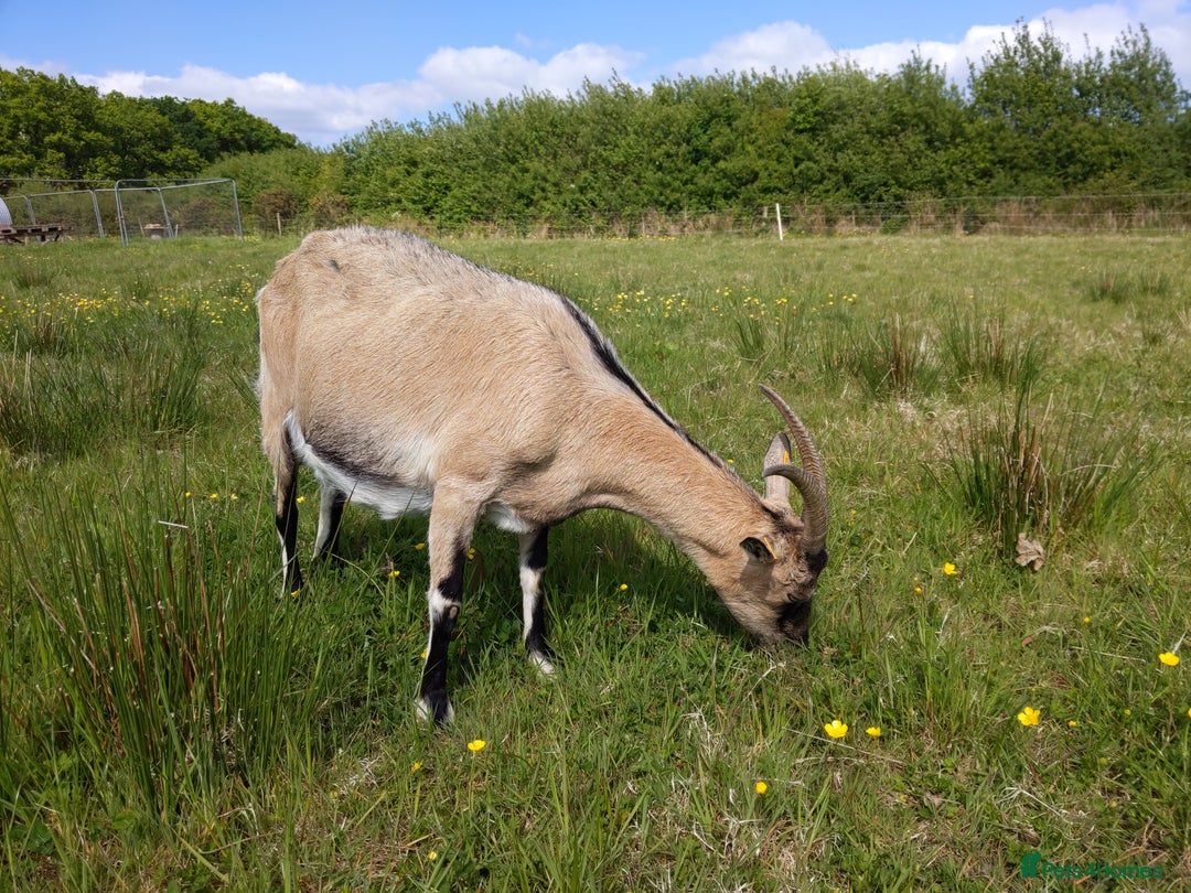 Goats livestock for sale: Rare breed English Grade A female Goats for sale - Image 2